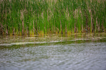 Danube Delta in the spring