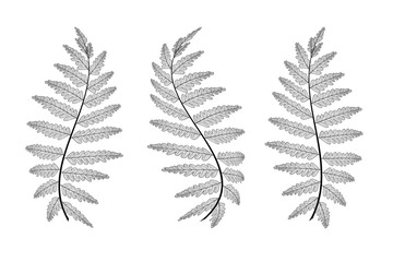 Set colored autumn fern leaves on white. Vector illustration. EPS 10.