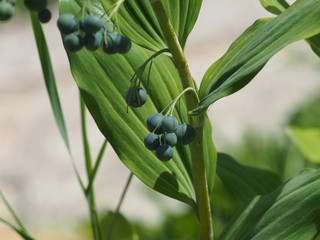 Grappe de fleurs en tubes blanc du sceau de salomon multiflore (Polygonatum multiflorum)