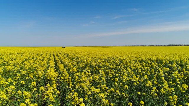 Yellow flower field with passing road. Shot. Top view of blooming mustard field in domain of agriculture with passing track and riding car. Summer beauty of flowering fields