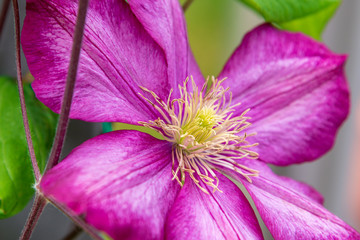 Clematis in Pink nahaufnahme