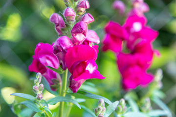 Fototapeta premium Löwenmäuler