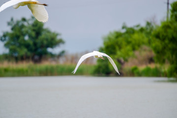 Egret in Danube Delta