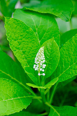  garden flower close up