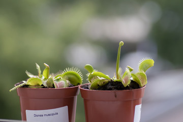 Venus Fly Trap - Dionea Muscipula (in Latin)