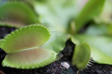 Venus Fly Trap - Dionea Muscipula (in Latin)
