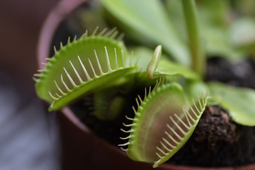 Venus Fly Trap - Dionea Muscipula (in Latin)