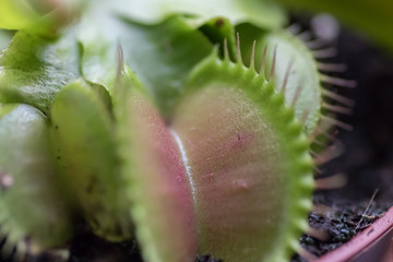 Venus Fly Trap - Dionea Muscipula (in Latin)