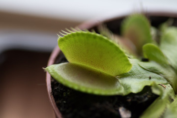 Venus Fly Trap - Dionea Muscipula (in Latin)