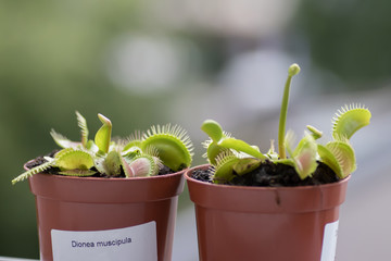 Venus Fly Trap - Dionea Muscipula (in Latin)