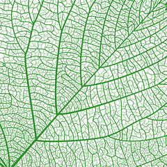 Background texture leaf. Vector illustration. EPS 10