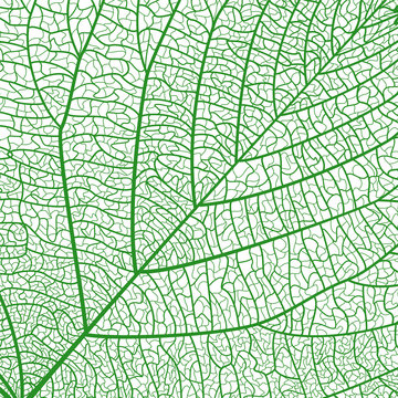 Background texture leaf. Vector illustration. EPS 10 © helenagl