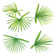 Fototapeta na wymiar Tropical palm leaves on white background. Vector set of exotic tropical garden for holiday invitations, greeting card and fashion design.