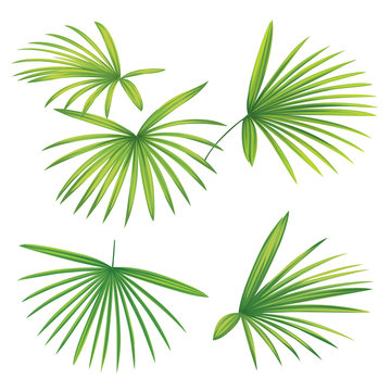 Tropical palm leaves on white background. Vector set of exotic tropical garden for holiday invitations, greeting card and fashion design. © mamsizz