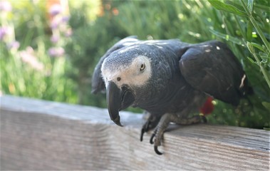 Graupapagei