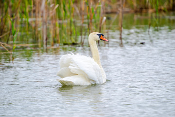 Swan and his chicks in Danube Delta