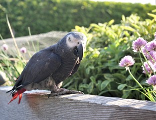 Graupapagei