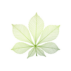 Leaf chestnut, isolated. Vector illustration. EPS 10