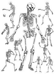 Hand Drawn Skeleton Vector design collection - 270745278