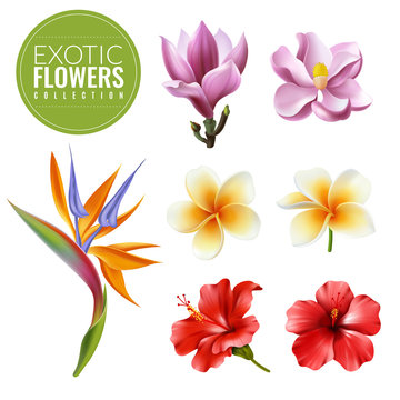 raelistic exotic flowers set