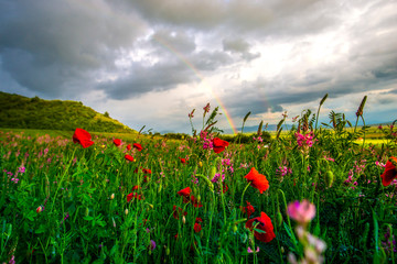 Beautiful rainbow in the springtime