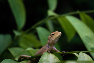 The chameleon lie on the branches in a fertile green environment.