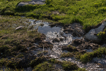 Swampy area. Water and stones in the wet grass