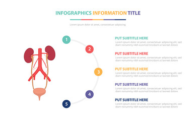 human ureter uretra infographic template concept with five points list and various color with clean modern white background - vector