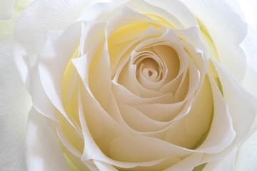 Macro of Single White Rose