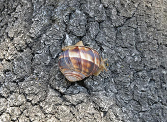 snail on the tree