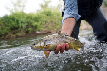 catching a brown trout in the river