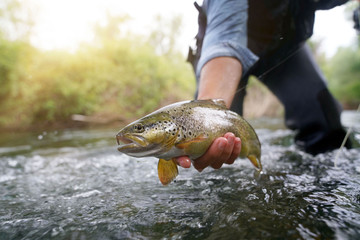 catching a brown trout in the river - obrazy, fototapety, plakaty