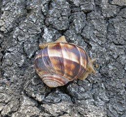 snail on the tree