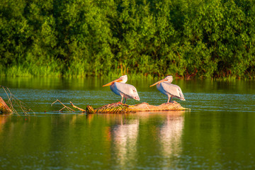 Pelșicans in Danube Delta