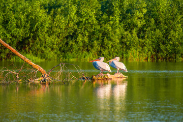 Pelșicans in Danube Delta
