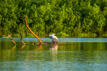 Pelșicans in Danube Delta