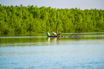 Landscape in Danube Delta