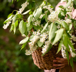 Obraz premium Beautiful spring bouquet with branches of bird cherry in wicker brown straw basket