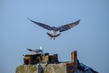 Seagull on the roof of a house in Istanbul