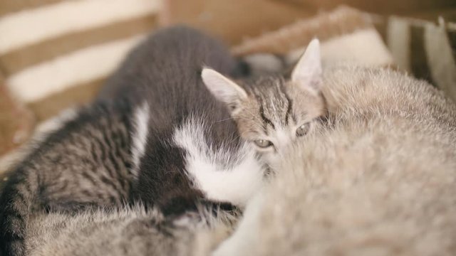 Two lovable kitten and mum