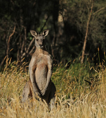 Känguru beim Fressen in Australien