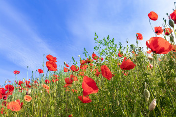Wiese mit Klatschmohn