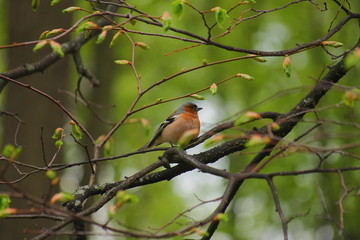bird on a branch