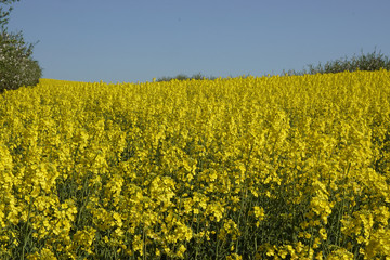 Obraz premium rzepak