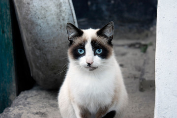 Closeup portrait of a cat, with blue eyes and clear fur.