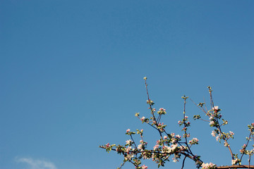 Blooming apple tree in spring - closeup shot against blue sky, copy space.