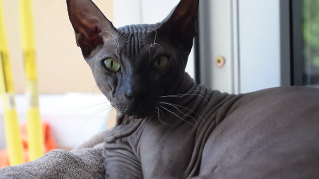 Bald cat sphinx breed sunbathes on the windowsill