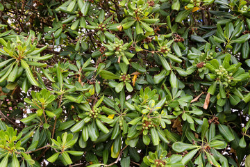 Caper plant, capers and green leaves as a natural fence or background