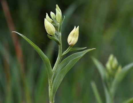 orchidea selvatica