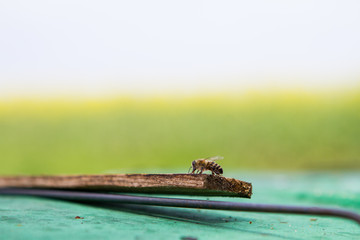 Bienen in Brandenburg Deutschland